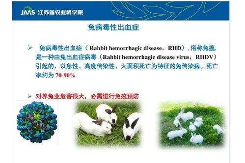 新型兔瘟2型研究進展 農(nóng)業(yè)科學(xué)研究的挑戰(zhàn)與突破